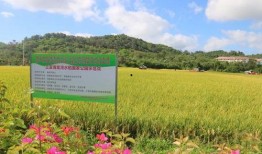 大粉集体连麦爆料视频,背后真相与精彩瞬间